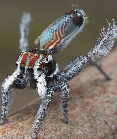 Паука, обнаруженного в Австралии, назвали самым красивым на планете (9 фото)