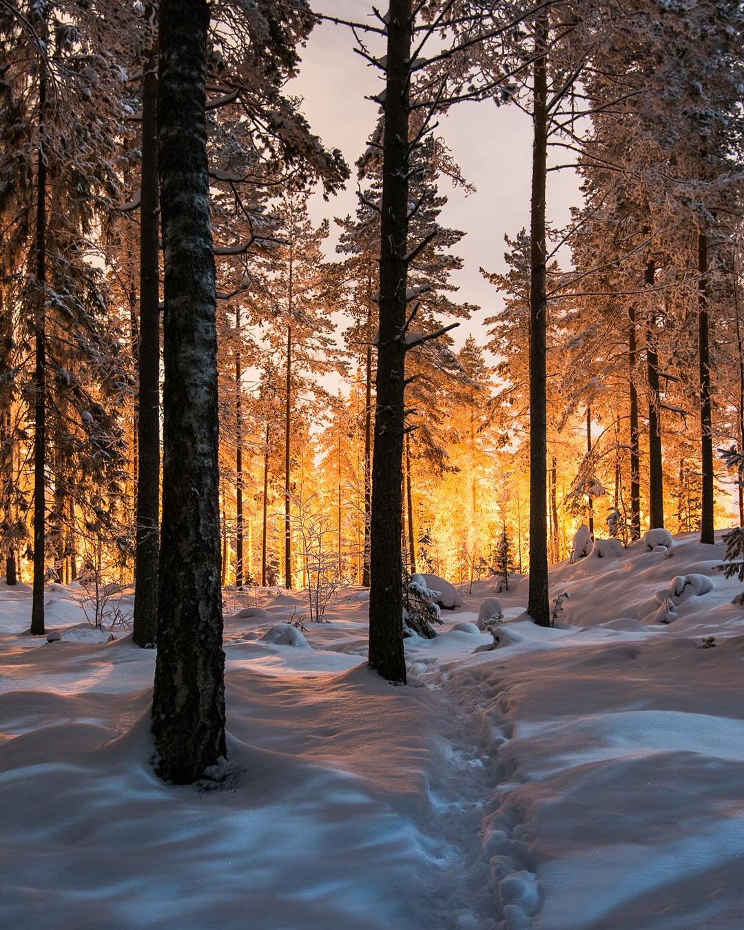 Пейзаж зимний лес. Зима в лесу. Красивый лес зимой. Зимний лес фото высокого разрешения. Зимний лес картинки красивые.