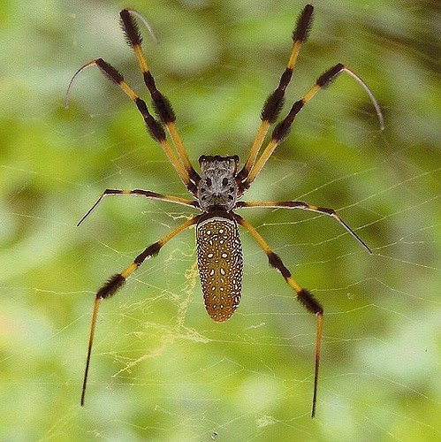 ТОП-10: Самые отвратительные паукообразные в мире