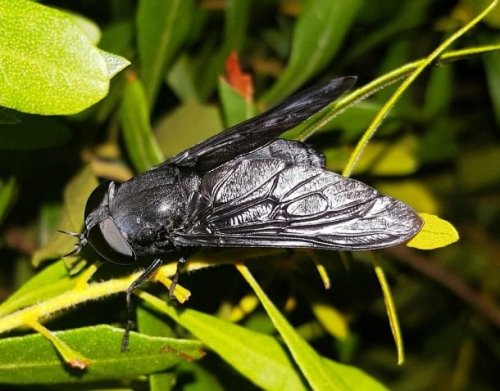 Топ-25: Самые надоедливые насекомые на Земле