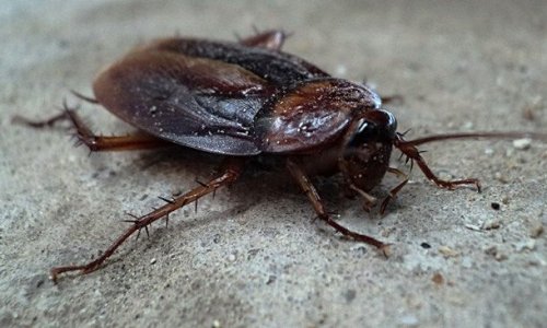 Топ-25: Самые надоедливые насекомые на Земле