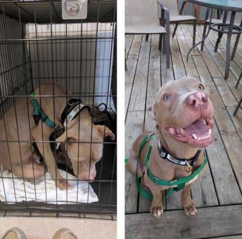 Прелестные животные до и после того, как обрели новый дом (25 фото)