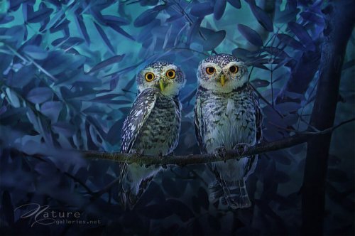 Очаровательные совы через объектив фотографа Sompob Sasi-Smit (13 фото)