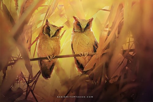 Очаровательные совы через объектив фотографа Sompob Sasi-Smit (13 фото)