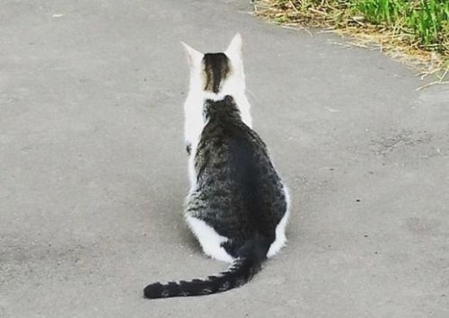 Необычная кошка с удивительным окрасом на спине (3 фото)