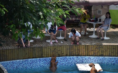 Житель Китая построил бассейн для собак в честь своей погибшей от теплового удара собаки (8 фото)