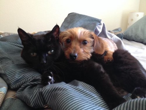 Кошки и собаки, дружбе которых можно только позавидовать (24 фото)