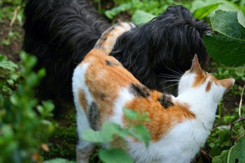 Кошки и собаки, дружбе которых можно только позавидовать (24 фото)