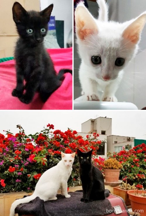 Прелестные фотографии кошек "тогда и сейчас", которые растопят ваше сердце (29 фото)