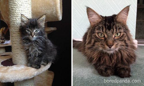 Прелестные фотографии кошек "тогда и сейчас", которые растопят ваше сердце (29 фото)