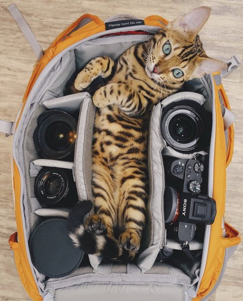 Бенгальская кошка Suki, которая любит путешествовать (19 фото)