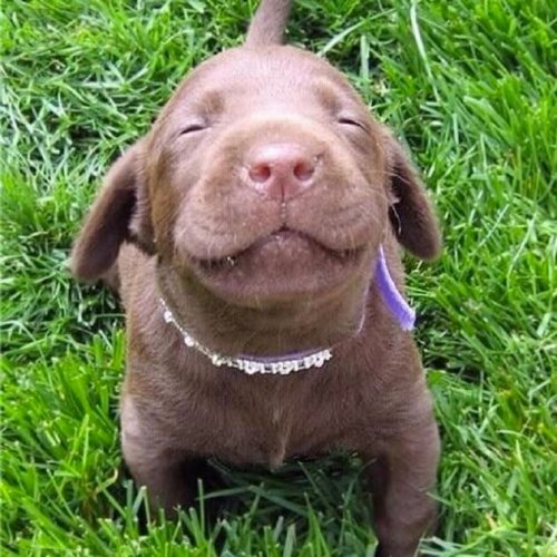 Улыбчивые собаки, которые подарят вам хорошее настроение (22 фото)