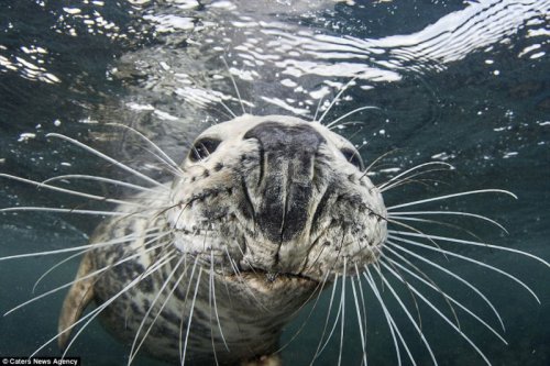 Любопытный молодой тюлень чуть не утащил камеру у дайвера-фотографа (8 фото)