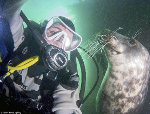 Любопытный молодой тюлень чуть не утащил камеру у дайвера-фотографа (8 фото)