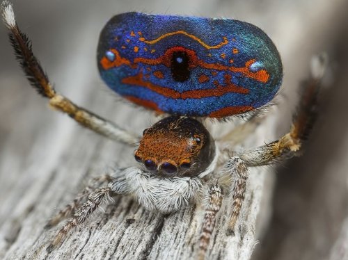 Паука, обнаруженного в Австралии, назвали самым красивым на планете (9 фото)
