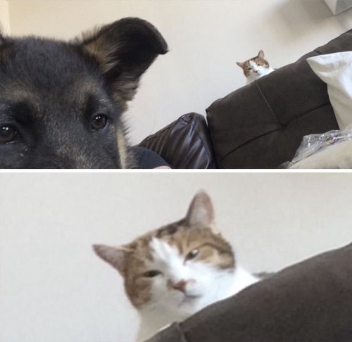 Пост о непростых взаимоотношениях собак и кошек (37 фото)