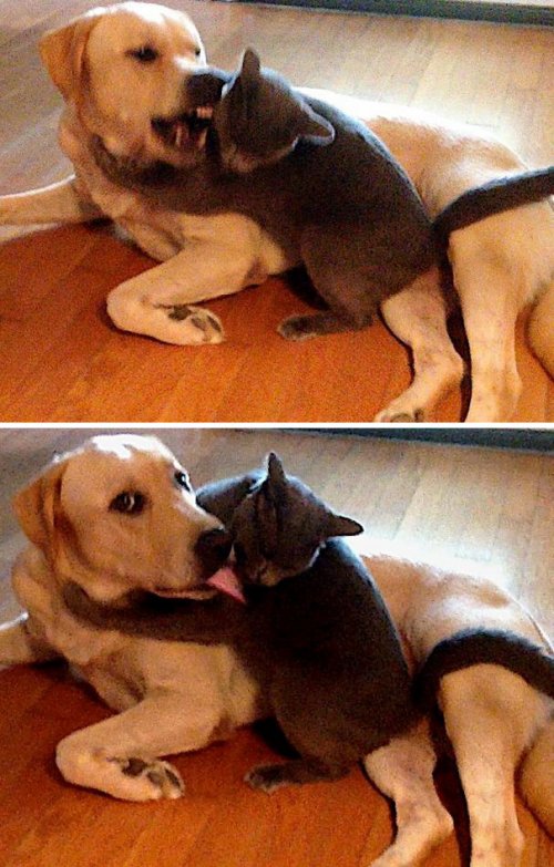 Пост о непростых взаимоотношениях собак и кошек (37 фото)