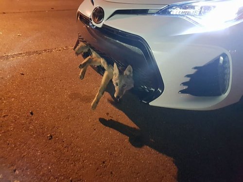 Невероятная история выживания койота после столкновения с автомобилем (2 фото)