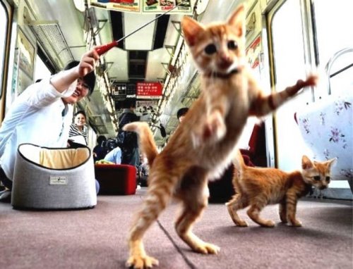В Японии можно совершить поездку на "кошачьем" поезде (3 фото + видео)