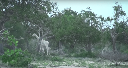 Редкие белые жирафы впервые сняты на видео в Кении (4 фото + видео)
