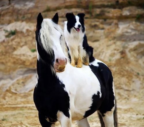 Очаровательные двойники из мира животных (13 фото)
