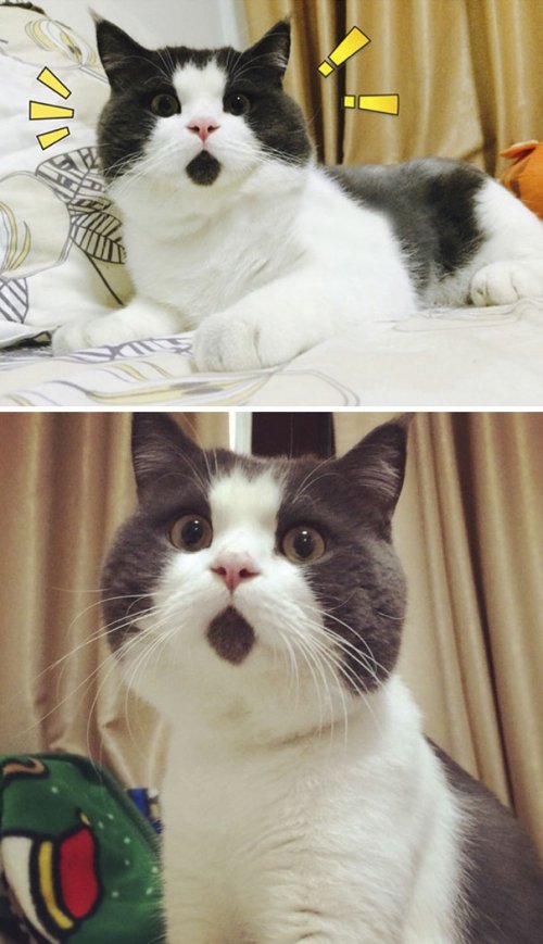 Кошки с необычным окрасом, которые подарят вам улыбку (30 фото)