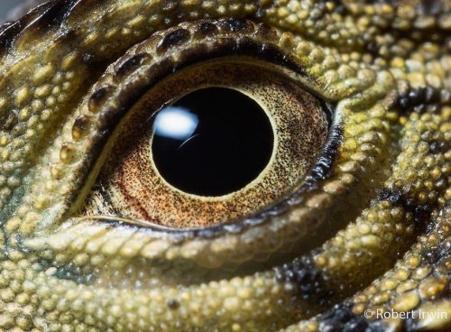 Потрясающие фотографии дикой природы Роберта Ирвина (29 фото)