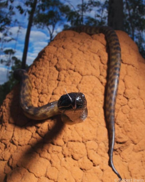 Потрясающие фотографии дикой природы Роберта Ирвина (29 фото)