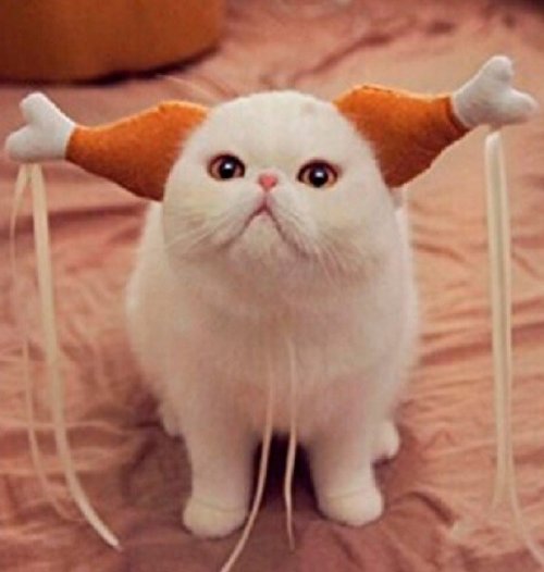 Смешные кошки с необычными ушами (10 фото)