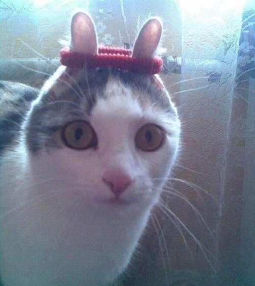 Смешные кошки с необычными ушами (10 фото)