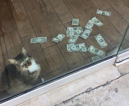 Хитрый кот-воришка отбирает у людей деньги, которые затем идут на благотворительность (9 фото)