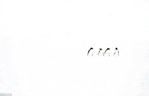 Очаровательные пингвины через объектив фотографа Айры Мейера (17 фото)