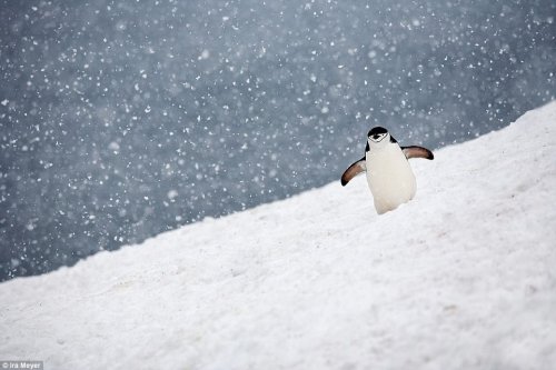 Очаровательные пингвины через объектив фотографа Айры Мейера (17 фото)