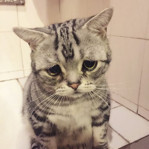Луху: самая грустная кошка на свете, чьи фотографии разобьют ваше сердце (27 фото)