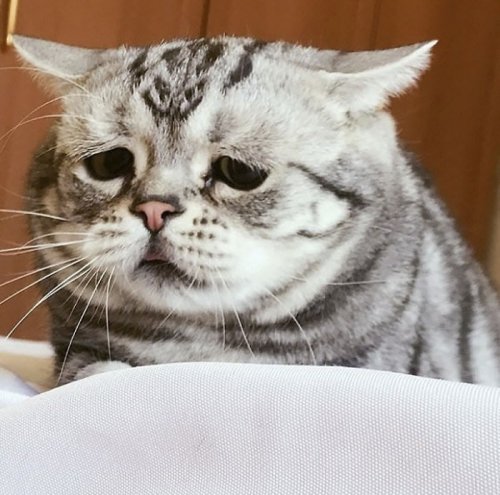 Луху: самая грустная кошка на свете, чьи фотографии разобьют ваше сердце (27 фото)