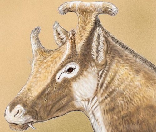 Топ-10: невероятные доисторические существа, открытые совсем недавно