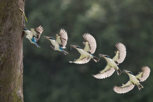 Красочные фотографии птиц от сингапурского фотографа Джонсона Чуа (23 фото)