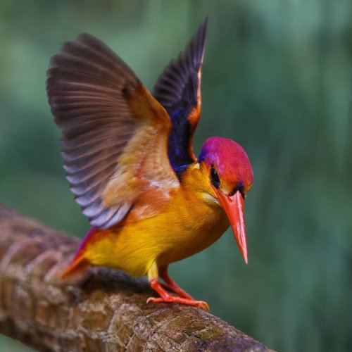 Красочные фотографии птиц от сингапурского фотографа Джонсона Чуа (23 фото)
