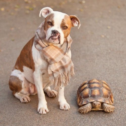 Неожиданная дружба между собакой и черепахой, которая растопит ваше сердце (12 фото)