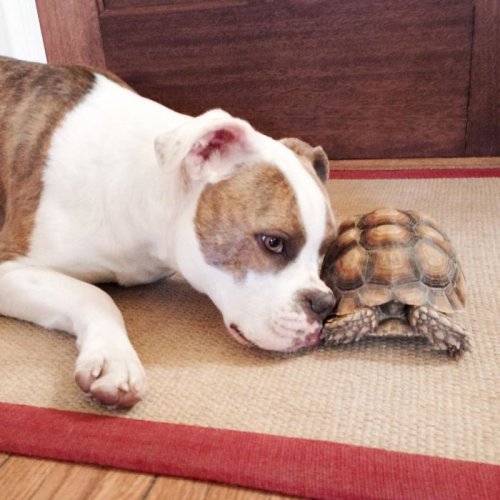 Неожиданная дружба между собакой и черепахой, которая растопит ваше сердце (12 фото)