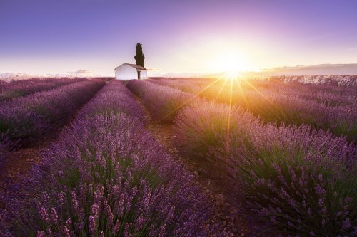 Красота лавандовых полей в фотографиях Аурельена Биллуаза (8 фото)