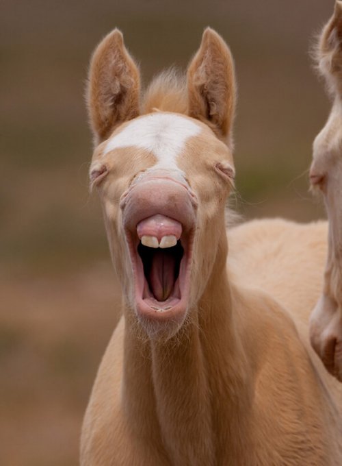 Очаровательные фотографии с животными, которые вызовут у вас улыбку… и зевоту (15 фото)