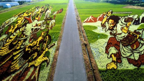 Красочные рисунки на рисовых полях японской деревни Инакадате (4 фото + видео)