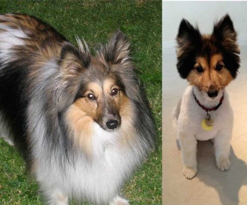 Забавные собаки до и после стрижки (15 фото)