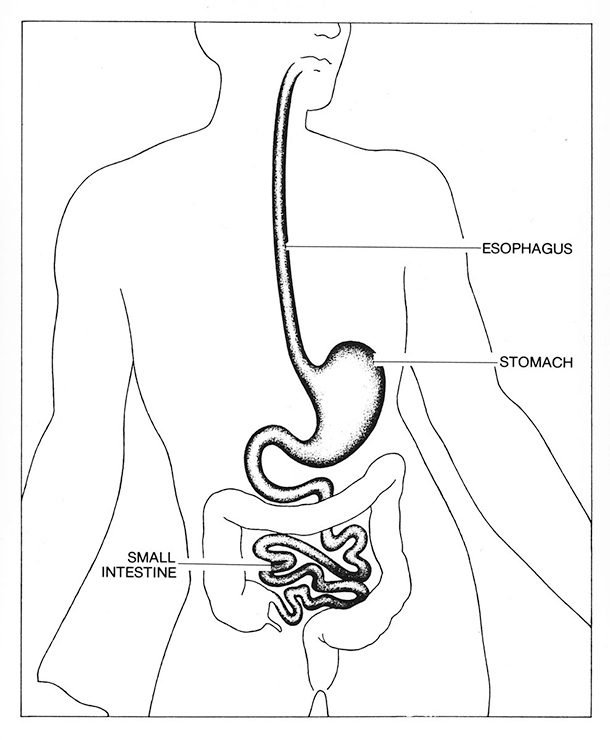 Клапан между желудком и пищеводом. Пищеварительная система человека. Пищевод. Схема пищевода и желудка человека. Интересные факты о пищеварительной системе.
