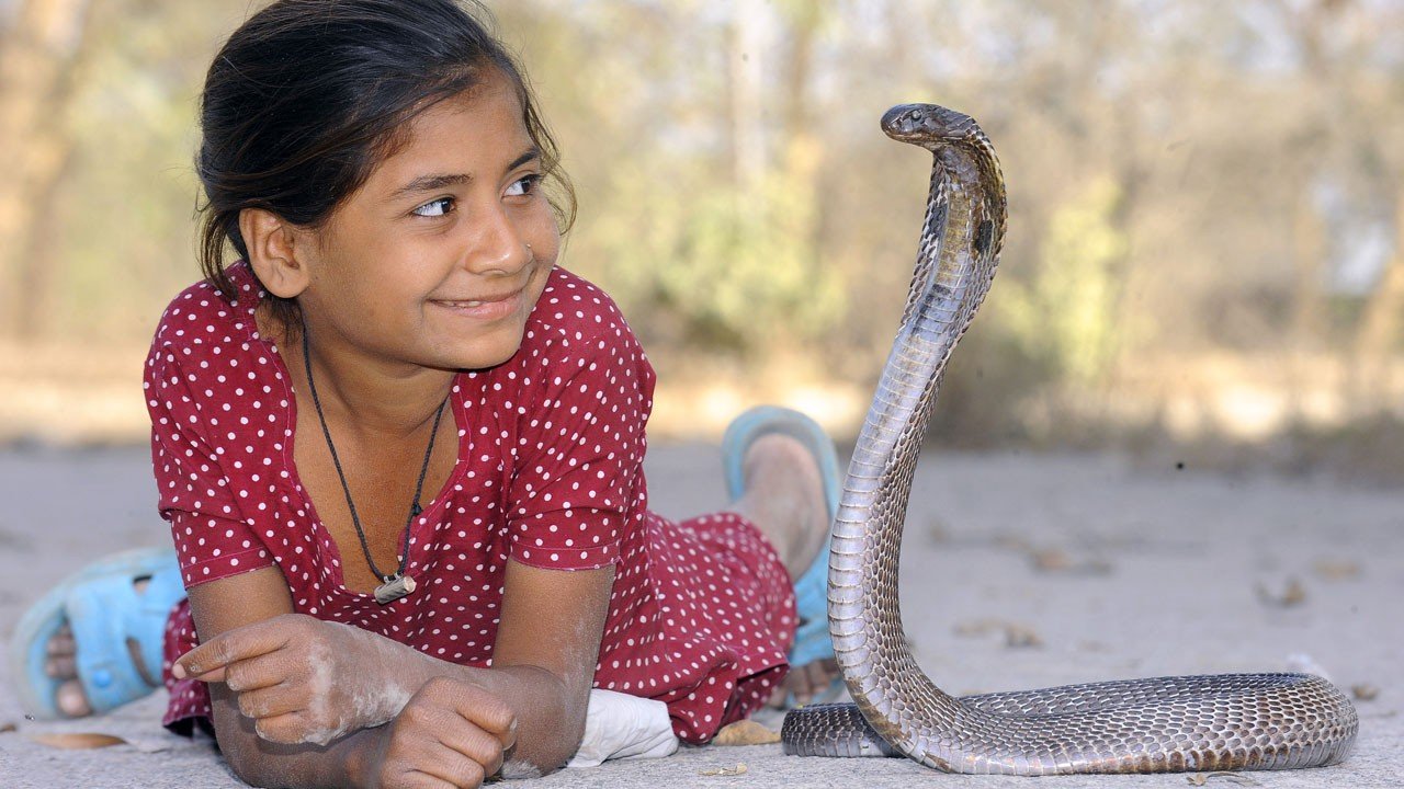 Змеи живут в индии. Каджол Хан индийская девочка. Индийская Королевская Кобра. Девочка змея. Индус и Кобра.