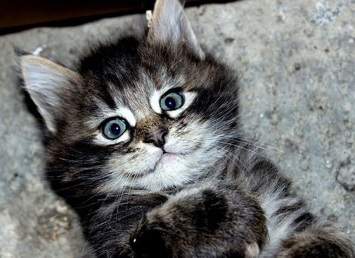 Очаровательные котейки, которые вызовут вашу улыбку (25 фото)
