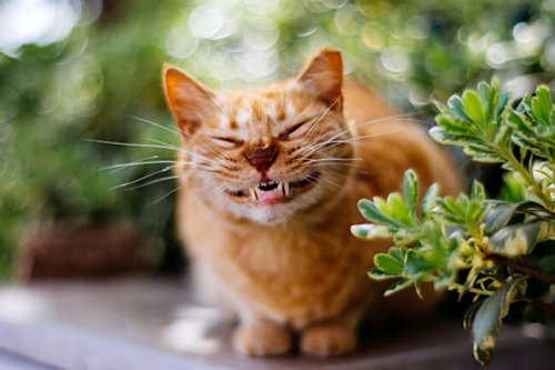 Очаровательные котейки, которые вызовут вашу улыбку (25 фото)