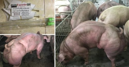 Ферма в Камбодже выращивает огромных свиней-мутантов, похожих на героя комиксов Халка (6 фото + видео)