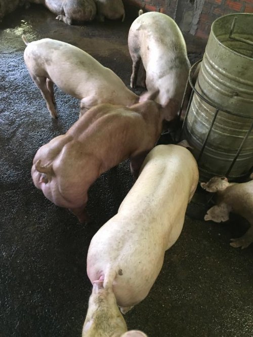 Ферма в Камбодже выращивает огромных свиней-мутантов, похожих на героя комиксов Халка (6 фото + видео)
